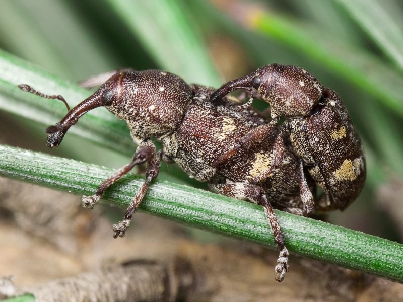 Pissodes castaneus (De Geer, 1775)